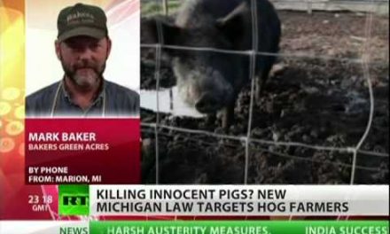 Authorities kill farm pigs in Michigan